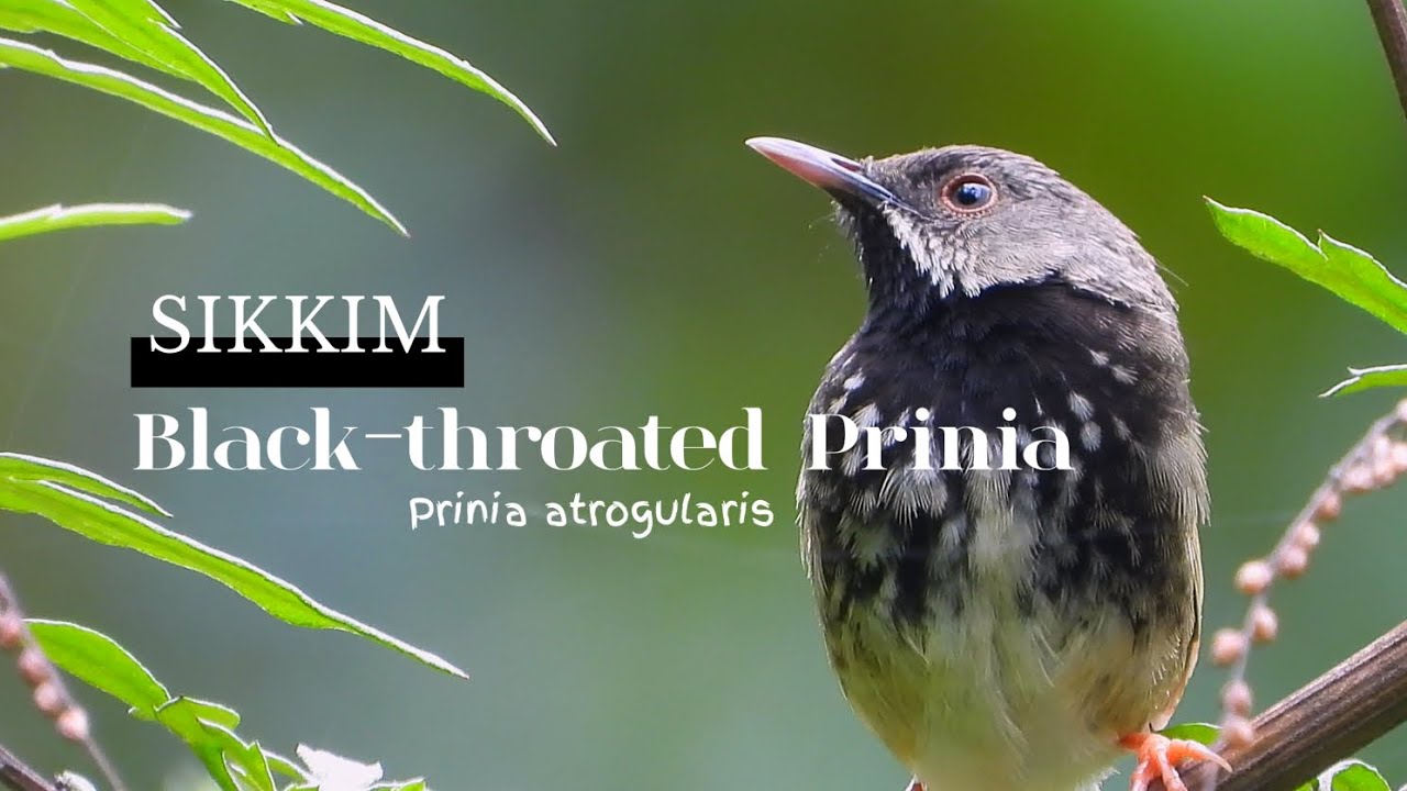 "Black-Throated Prinia: A Complete Breeding morph" 