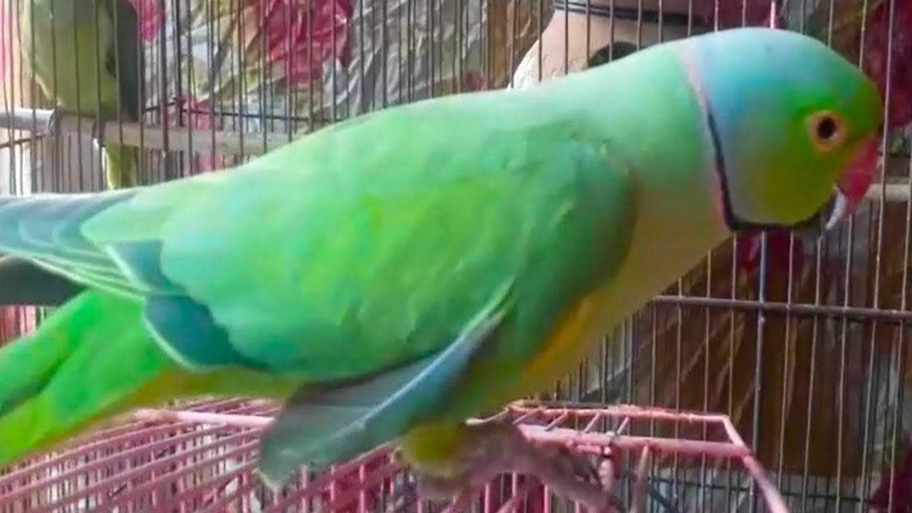 Mitthu The Best Talking ParrotMitthu UrduHindi Bolne Wala Tota