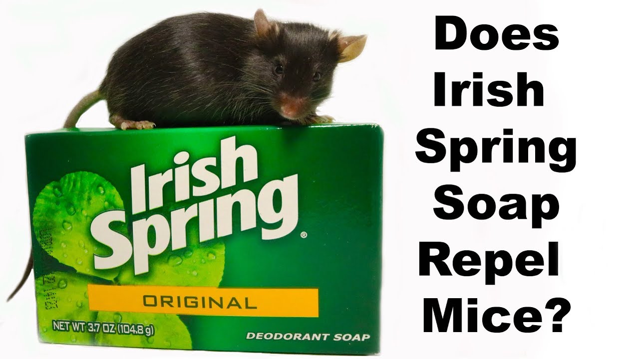 Does Irish Spring Soap Repel Rodents? Mouse Mythbusters. - YouTube