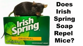 Does Irish Spring Soap Repel Rodents? Mouse Mythbusters.