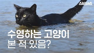 수영하는 고양이 본 적 있음?