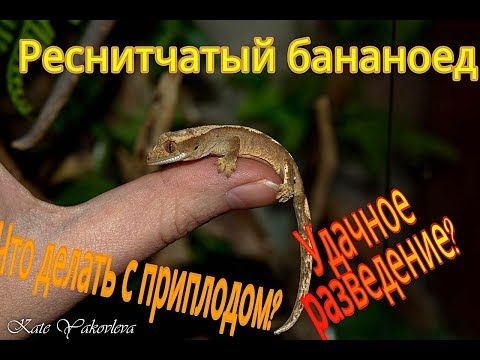 РЕСНИТЧАТЫЙ БАНАНОЕД- Разведение/ УСПЕШНАЯ ИНКУБАЦИЯ/ ЧТО ДЕЛАТЬ С МОЛОДНЯКОМ?