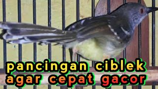 pancingan ciblek agar cepat gacor dan ngebren nembak.