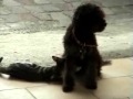 A Dog gives the sucking to a cat