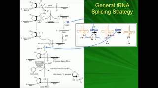 tRNA Processing 2: Splicing