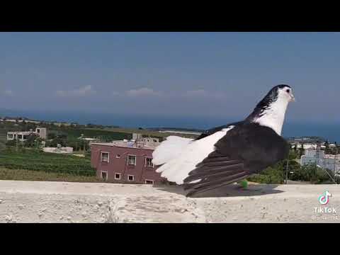 اسعدني مرورك الكريم