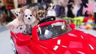 Cute Chihuahua Dogs Driving a Car and Playing
