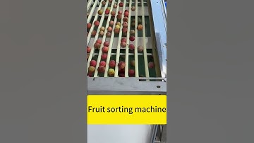 Automatic Litchi Sorter Jujube Fruit Sorting Machine by Size | Fruit Grading & Sorting Equipment