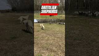 Best Livestock Guardian Dog Breed  Anatolian Shepherd