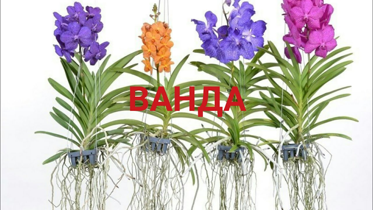 Орхидея ванда – уход в домашних условиях Орхидея ванда – уход в домашних условиях