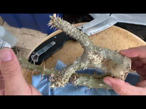 Video: Hniav Spines Ntawm Pachypodium