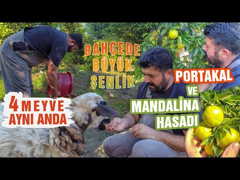 4 Meyve Aynı Anda | Portakal ve Mandalina Hasadı | Bahçede Büyük Şenlik