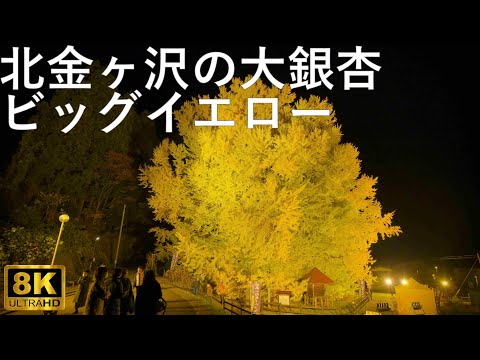 【北金ヶ沢の大銀杏】日本一の大イチョウ ビッグイエロー【青森県深浦町】8K