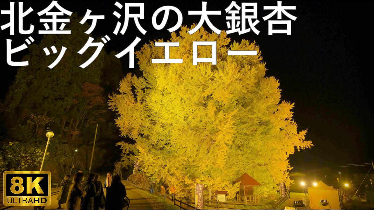 北金ヶ沢の大銀杏】日本一の大イチョウ ビッグイエロー【青森県深浦町