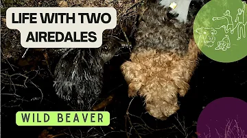Curious Airedale Terrier Meets a Wild Beaver | Respect and Calm on both sides