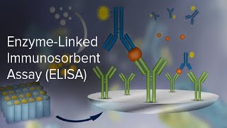 Enzyme-linked immunosorbent assay (ELISA)