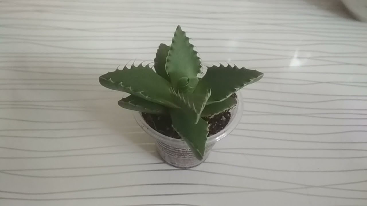 Ваш суккулент пропадает? Срочно реанимируем. 100% результат.