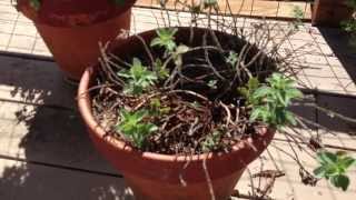 How to rejuvenate a dying neglected Oregano Plant