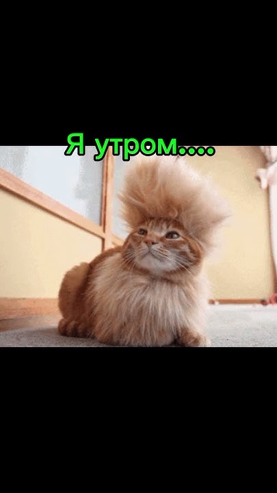 #мем#котики#взрыв на макаронной фабрике - YouTube