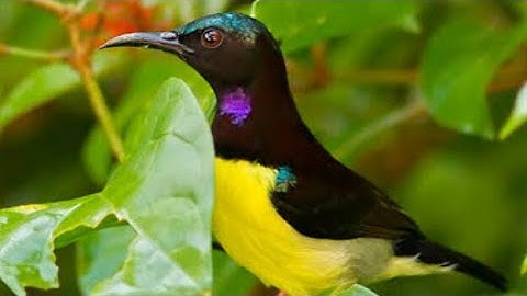 MASTERAN GACOR & PIKAT KOLIBRI SOGON KORLAP KING KONIN SUARA PANCINGAN KICAU MERDU ASLI SUARA BURUNG