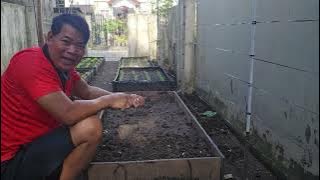 PAGTATANIM NG BAWANG O GARLIC #gardening #garden #farmer #farm #farmer #viral 
