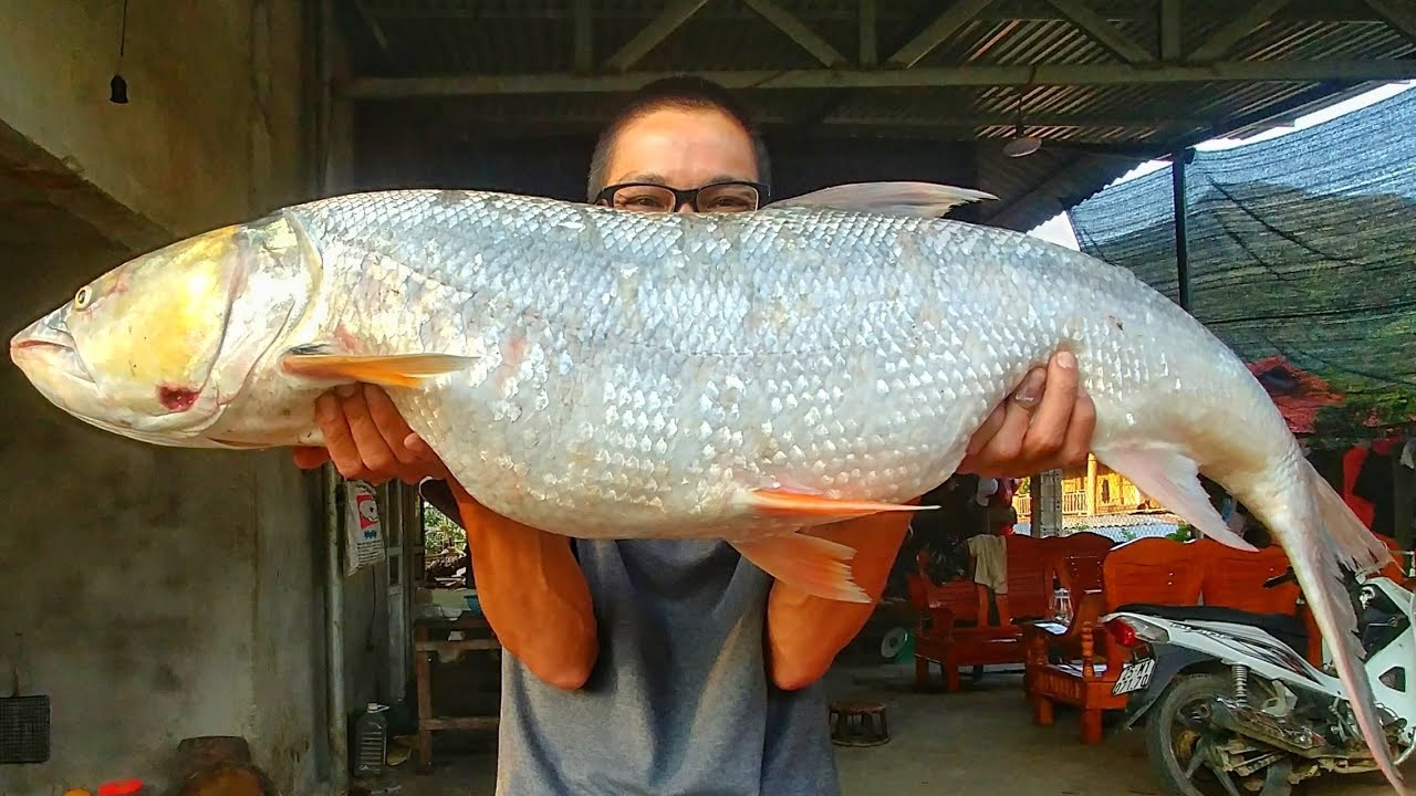 GỎI CÁ SÔNG ĐÀ