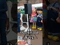 Dutch Food Week #arnhem #shortsvideo #sonsbeekpark #shorts