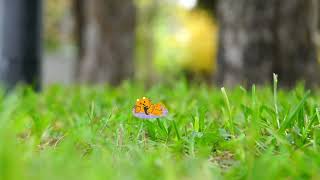Relaxing music 🌺Relaxing music for meditation, deep sleep, stress relief, and focus.