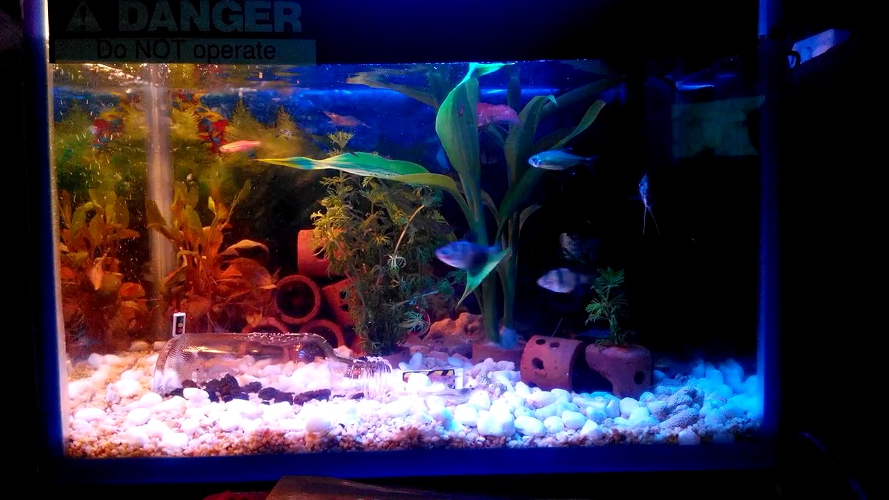 Aquarium kecil dan ikan-ikan kecil - YouTube