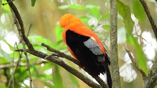 A Black And Orange Finch Perched On A Tree by  CUTE ANIMALS TV 241 views 2 years ago 17 seconds