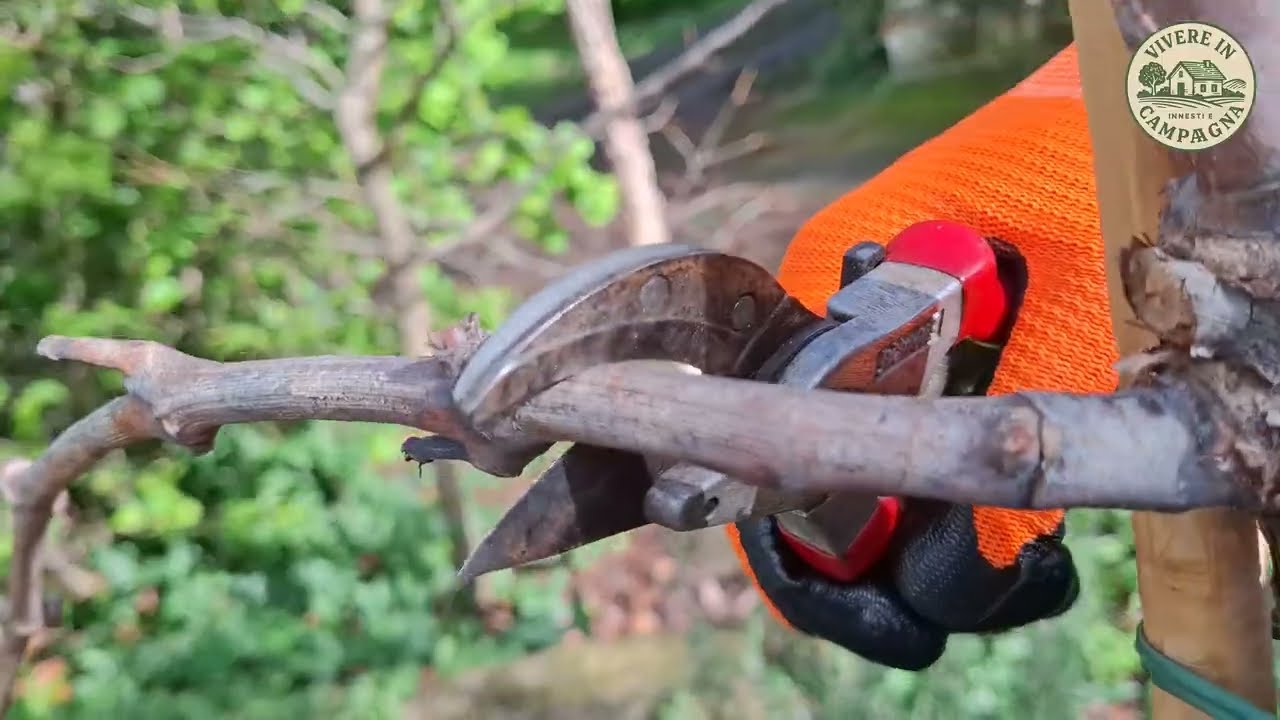 Potatura della vite | Come e quando potare la vite al primo e secondo anno dopo l'innesto