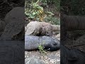 Komodo dragon was unable to remove it
