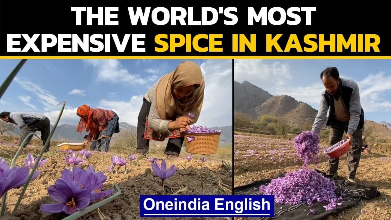 Kashmir saffron growers struggle to harvest expensive spice Oneindia
