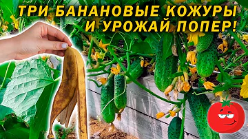 Три банановые кожуры, и урожай ваших огурцов не остановить!