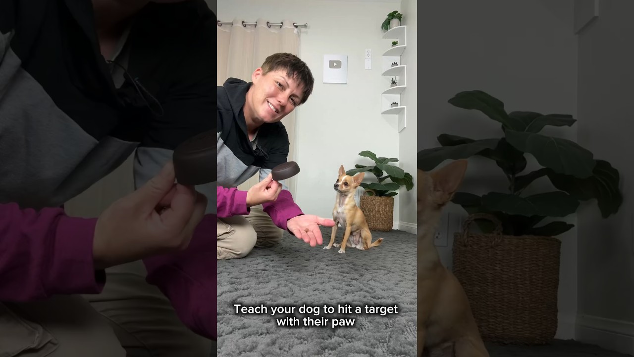 Teach Cross Paws  - dog trick training