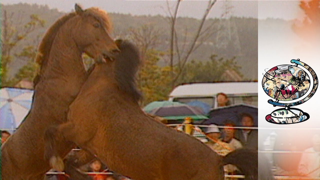 Film backdrop image for South Korea's New Violent Spectacle: Horse Fighting (2018)