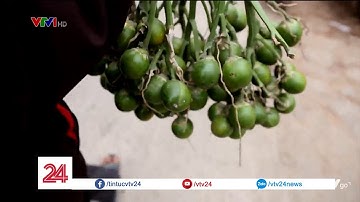 Miền quê của những lễ cưới nghìn cau | VTV24