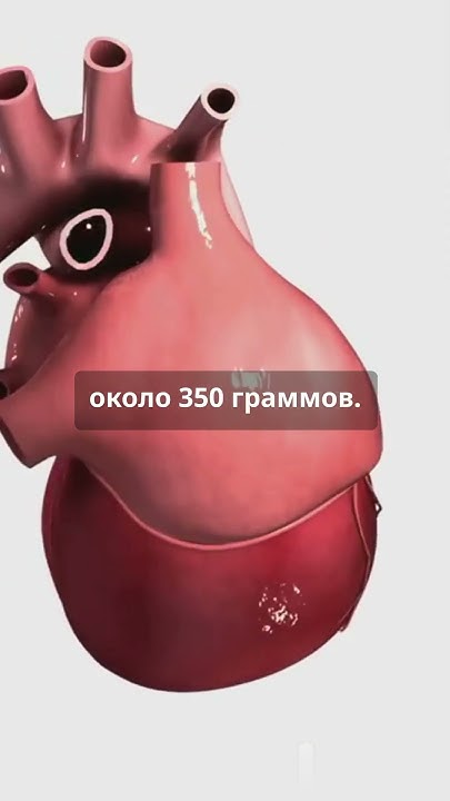 Сколько весит ваше сердце #факты - YouTube