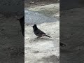 Red-vented Bulbul