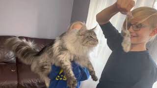 Maine coon caught a mouse 🐭 by Maine Coons and Vlad  592 views 2 years ago 16 seconds