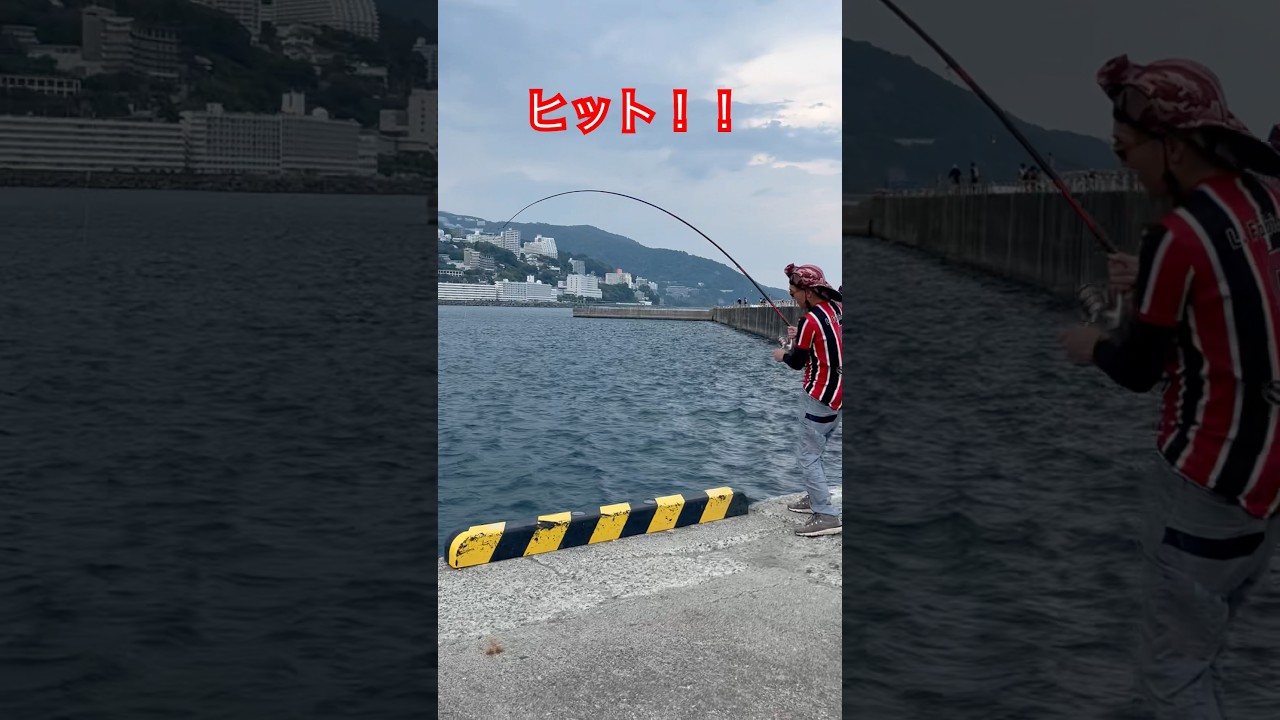熱海 釣り🎣良型サンノジの刺身美味しかった🥰#熱海#釣り#海#魚釣り#海釣り#チヌ#クロダイ#サンノジ#メジナ#日本#japan #大物#グレ#夏