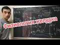 Физиология человека. Пищеварительная функция и регуляция желудка.