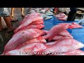 Ikan kakap merah papua 5 kg hanya 100k