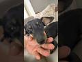❤️❤️#dachshund #puppy #pets #wienerdog #sausagedog #love #cute #shorts