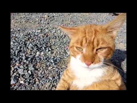 Video: Viisi Hauskaa Tietoa Manx-kissasta