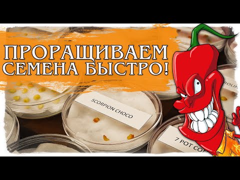 Видео: Проращивание семян острого перца: как вырастить семена острого перца