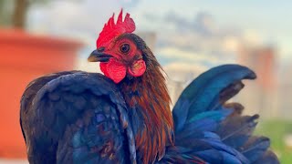 Chicken Song - Relaxing Piano Music for Sleep, Meditation, and Manifestation of HEALTH and WEALTH screenshot 2