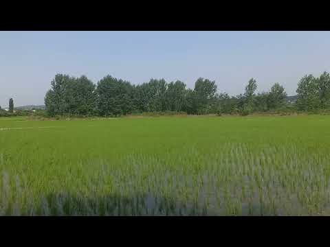 اغراق نیست اگر بگوییم که شمال ایران بهشت روی زمین است سر سبز زیبا بوی شالیزار با آب و هوای عالی