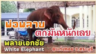 🚩พ่อพลายเอกชัยตกมัน ❗️มาเยี่ยมเยียนพ่อพลาย @แก่งคอย จ.สระบุรี #elephants #พลายเอกชัย #ช้าง