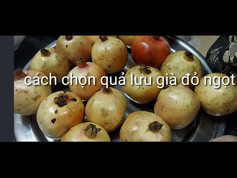 Quả lựu, cách chọn lựu già ngon đỏ ngọt Rất đơn giản